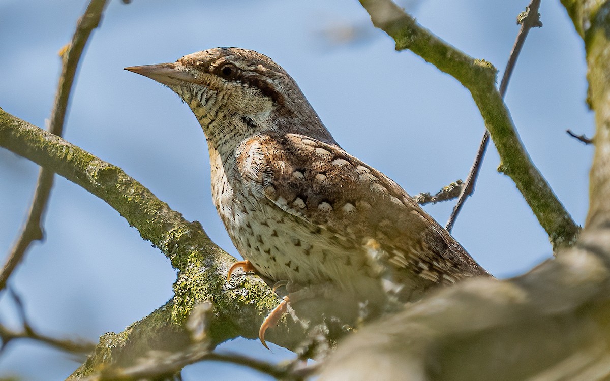 Eurasian Wryneck - ML637688586