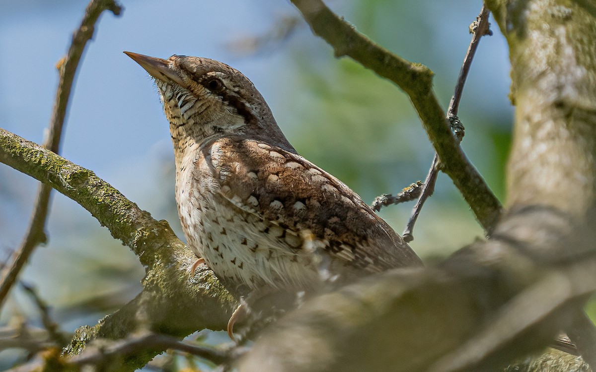 Eurasian Wryneck - ML637688589