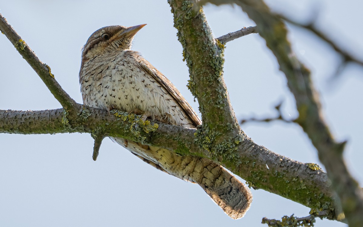Eurasian Wryneck - ML637688598