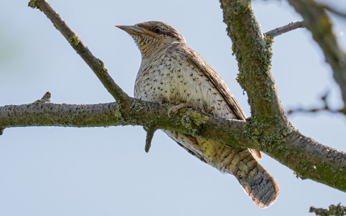 Eurasian Wryneck - ML637688599