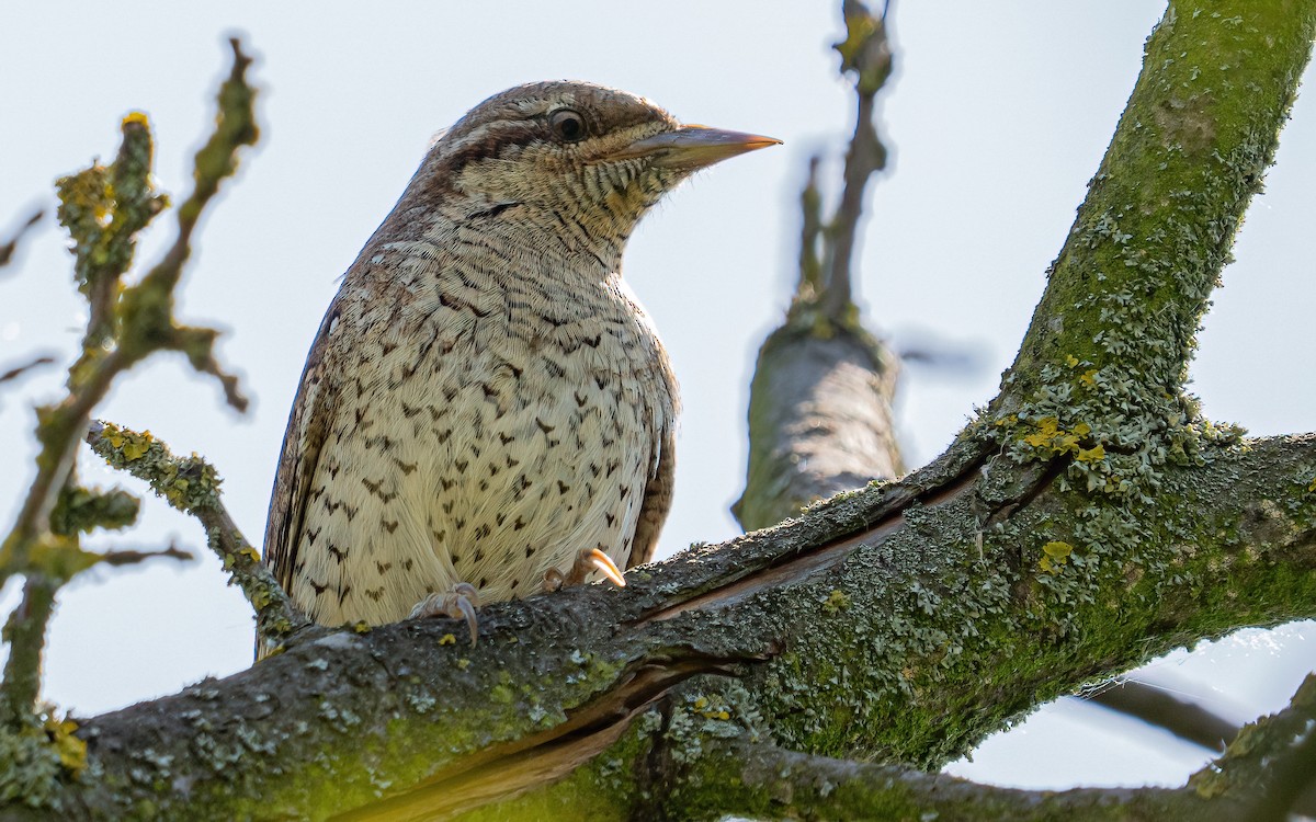 Eurasian Wryneck - ML637688602