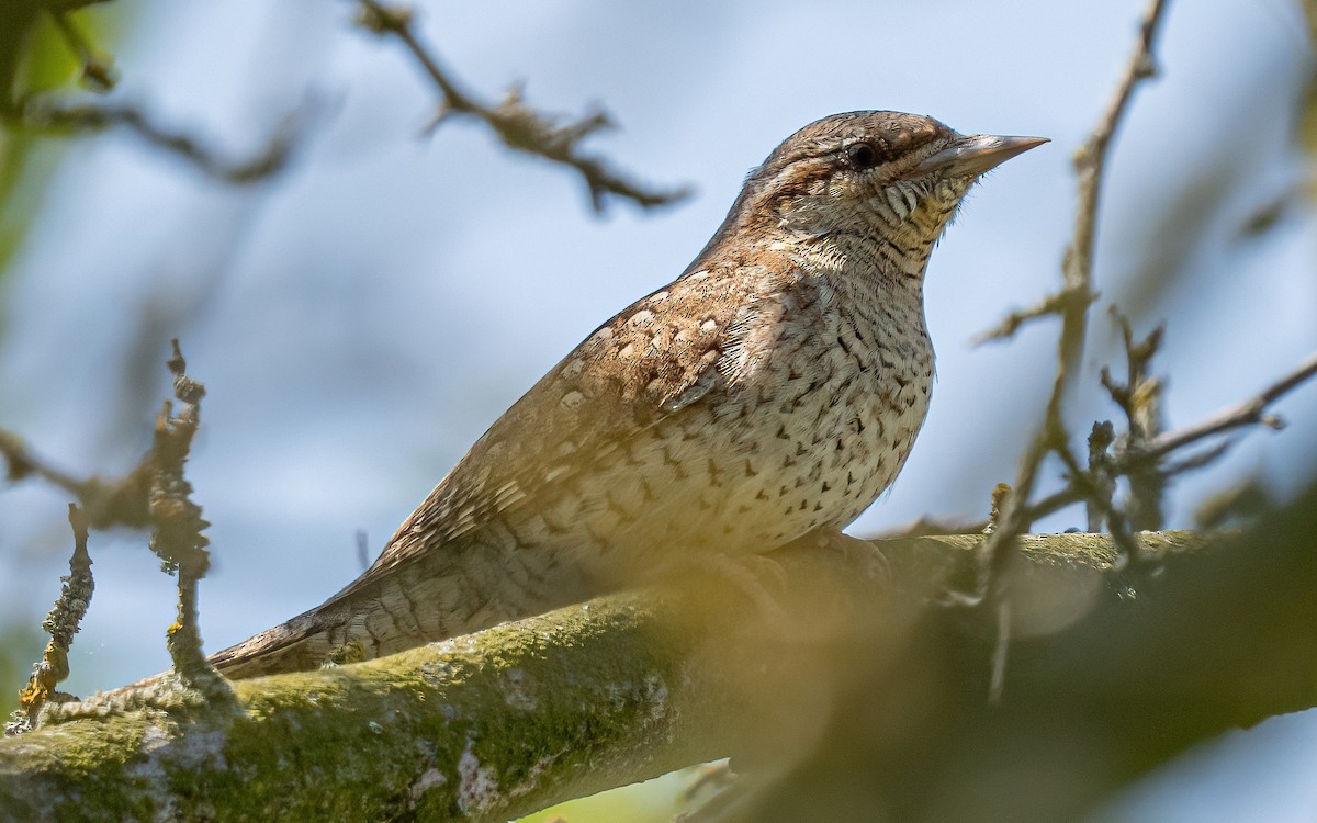 Eurasian Wryneck - ML637688603