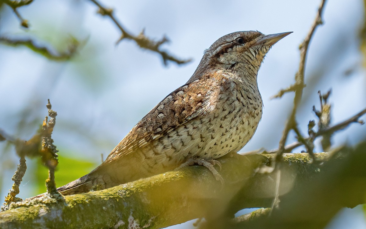 Eurasian Wryneck - ML637688604