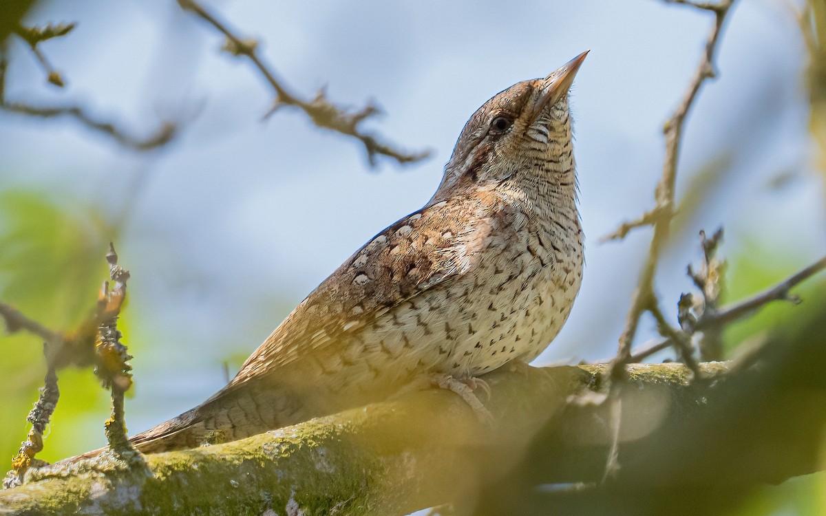 Eurasian Wryneck - ML637688606