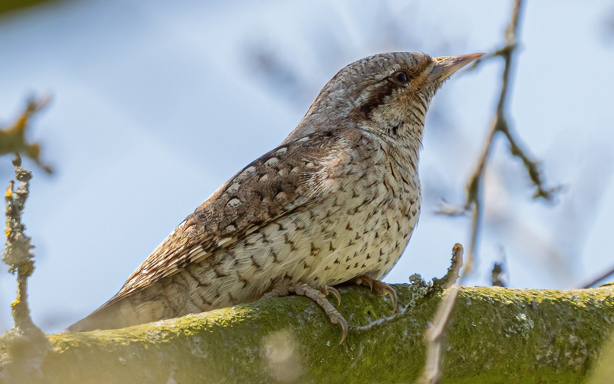 Eurasian Wryneck - ML637688609