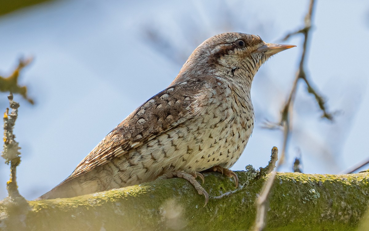 Eurasian Wryneck - ML637688610