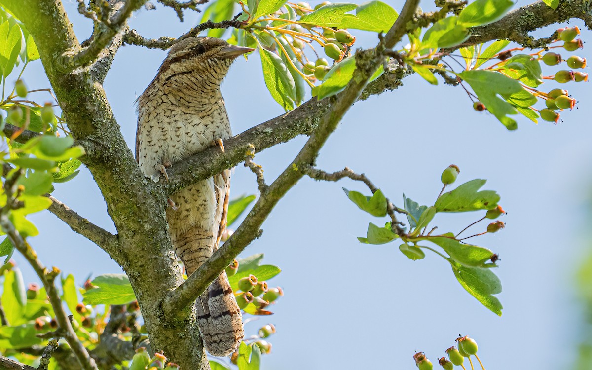 Eurasian Wryneck - ML637688615