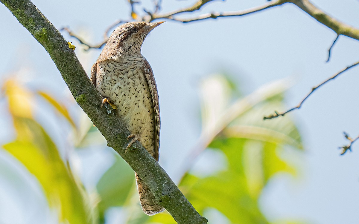 Eurasian Wryneck - ML637688622