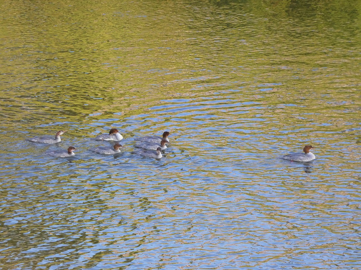 Common Merganser - ML637688623