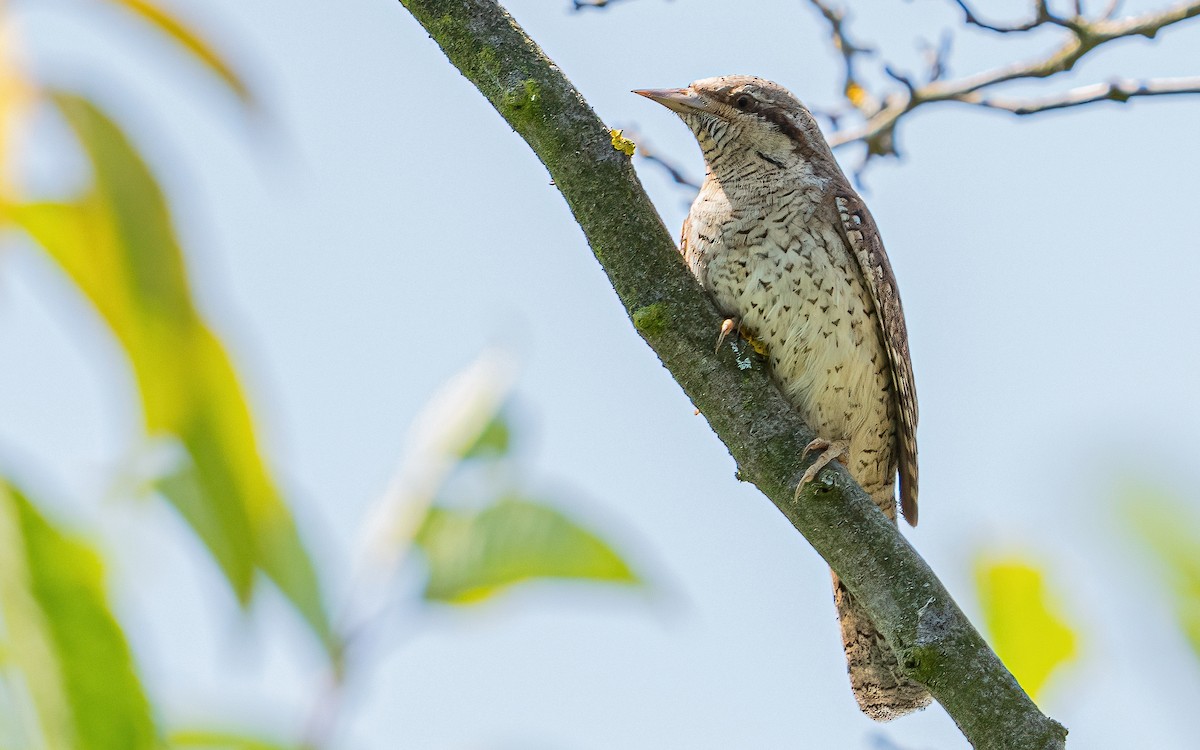 Eurasian Wryneck - ML637688624