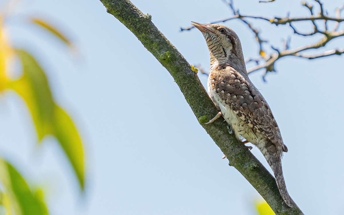 Eurasian Wryneck - ML637688626