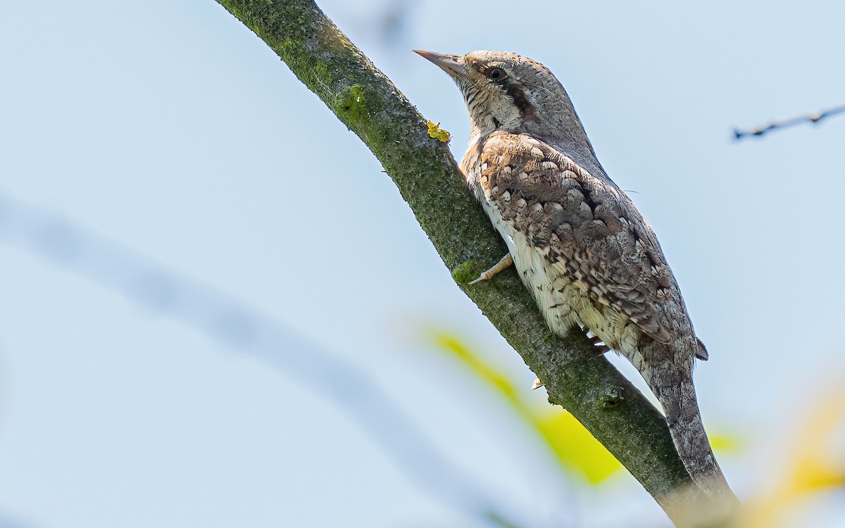 Eurasian Wryneck - ML637688630