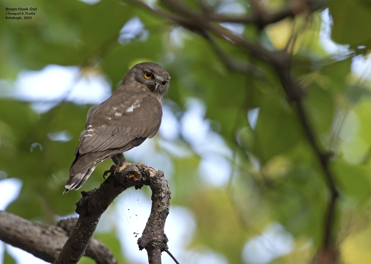 Brown Boobook - ML637688640