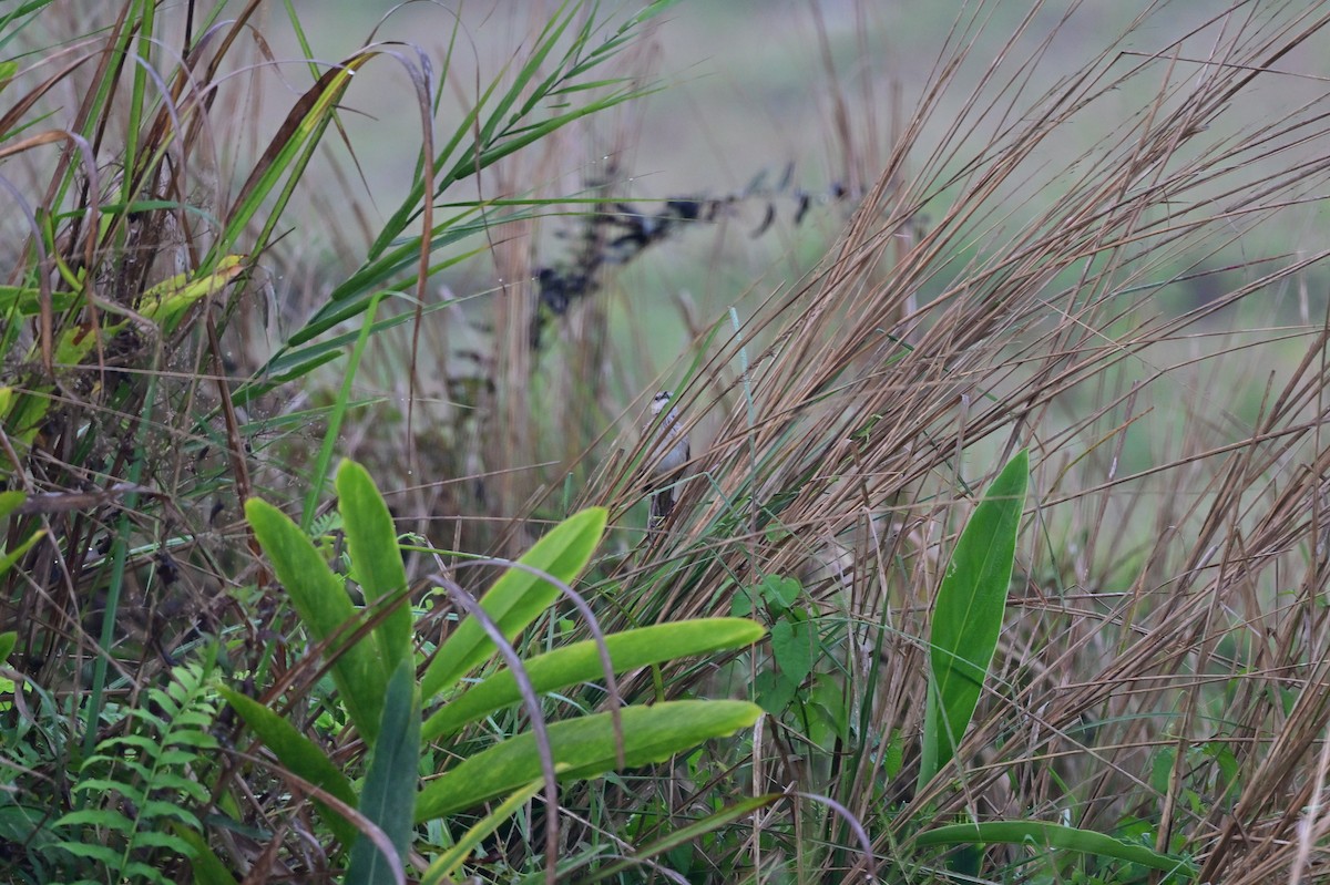 Striated Grassbird - ML637688647