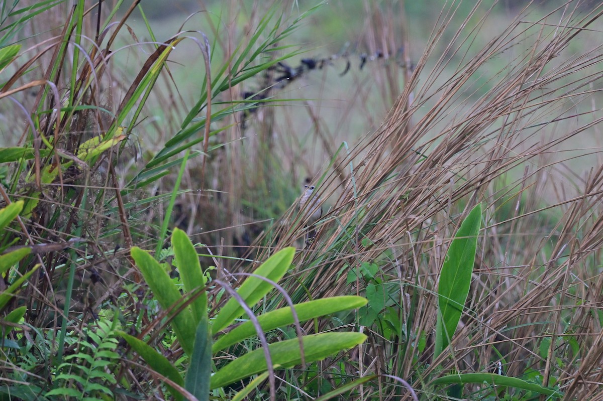 Striated Grassbird - ML637688648