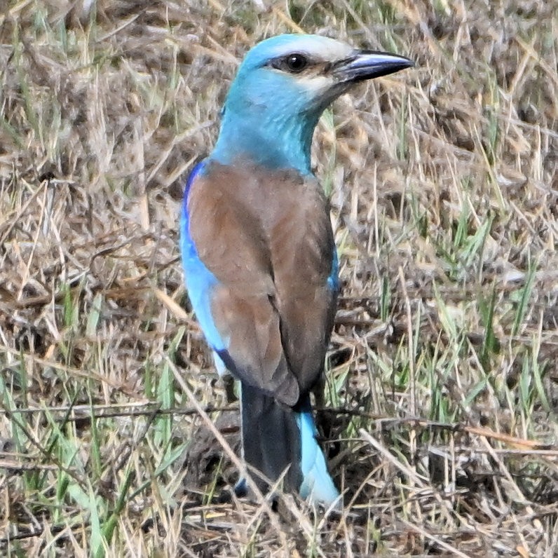 Abyssinian Roller - ML637688652