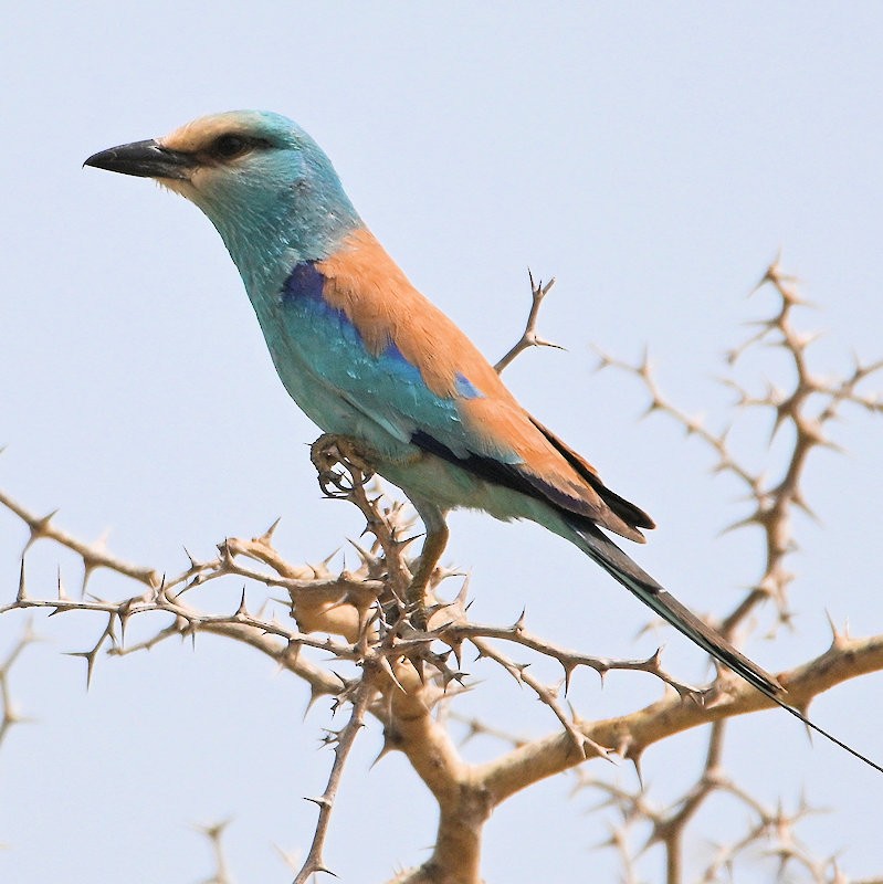 Abyssinian Roller - ML637688653