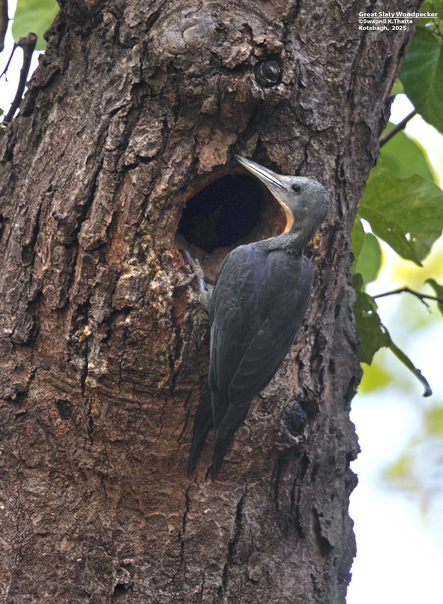 Great Slaty Woodpecker - ML637688654