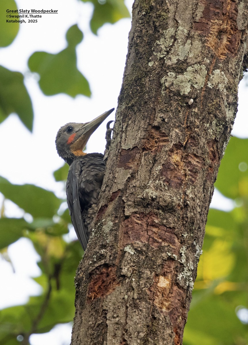 Great Slaty Woodpecker - ML637688655
