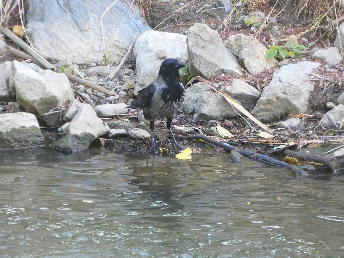 Hooded Crow - ML637688661