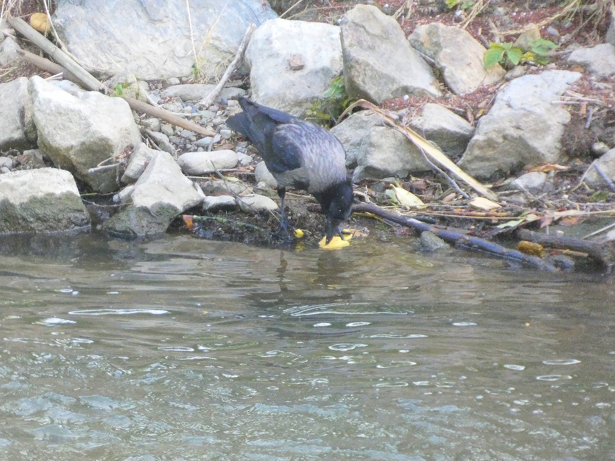 Hooded Crow - ML637688662