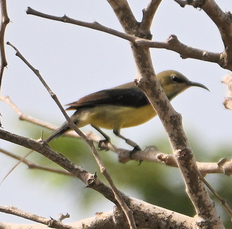 Beautiful Sunbird - ML637688664