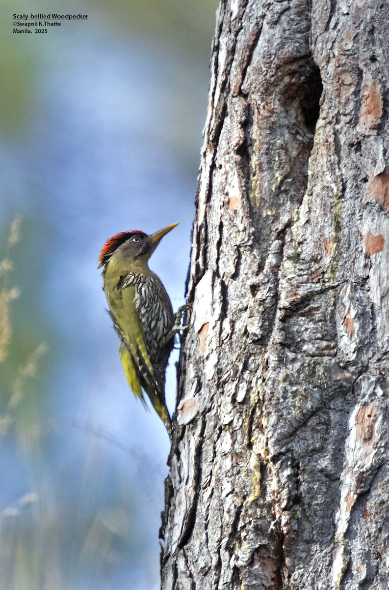 Scaly-bellied Woodpecker - ML637688689