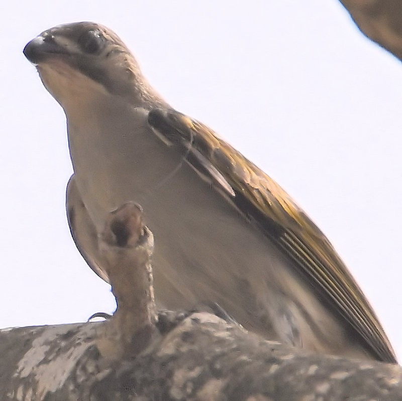 Lesser Honeyguide - ML637688707