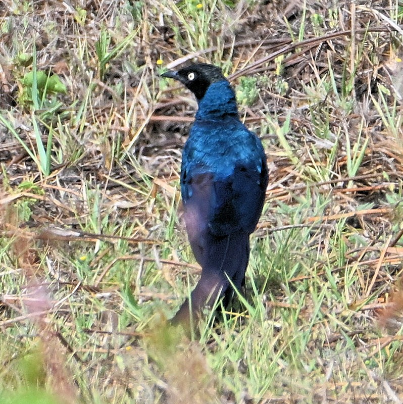 オナガテリムク - ML637688713