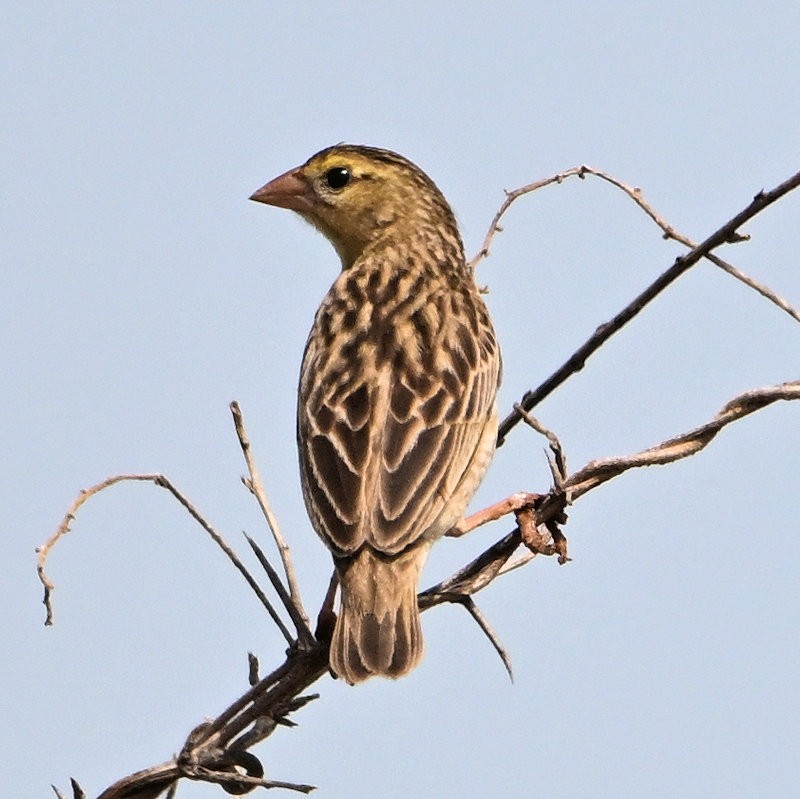 Kırmızı Piskopos - ML637688735