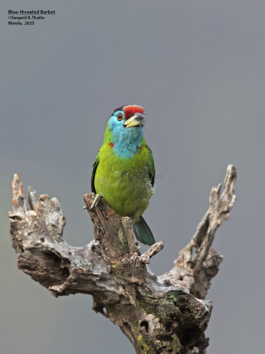 Mavi Boğazlı Barbet - ML637688740