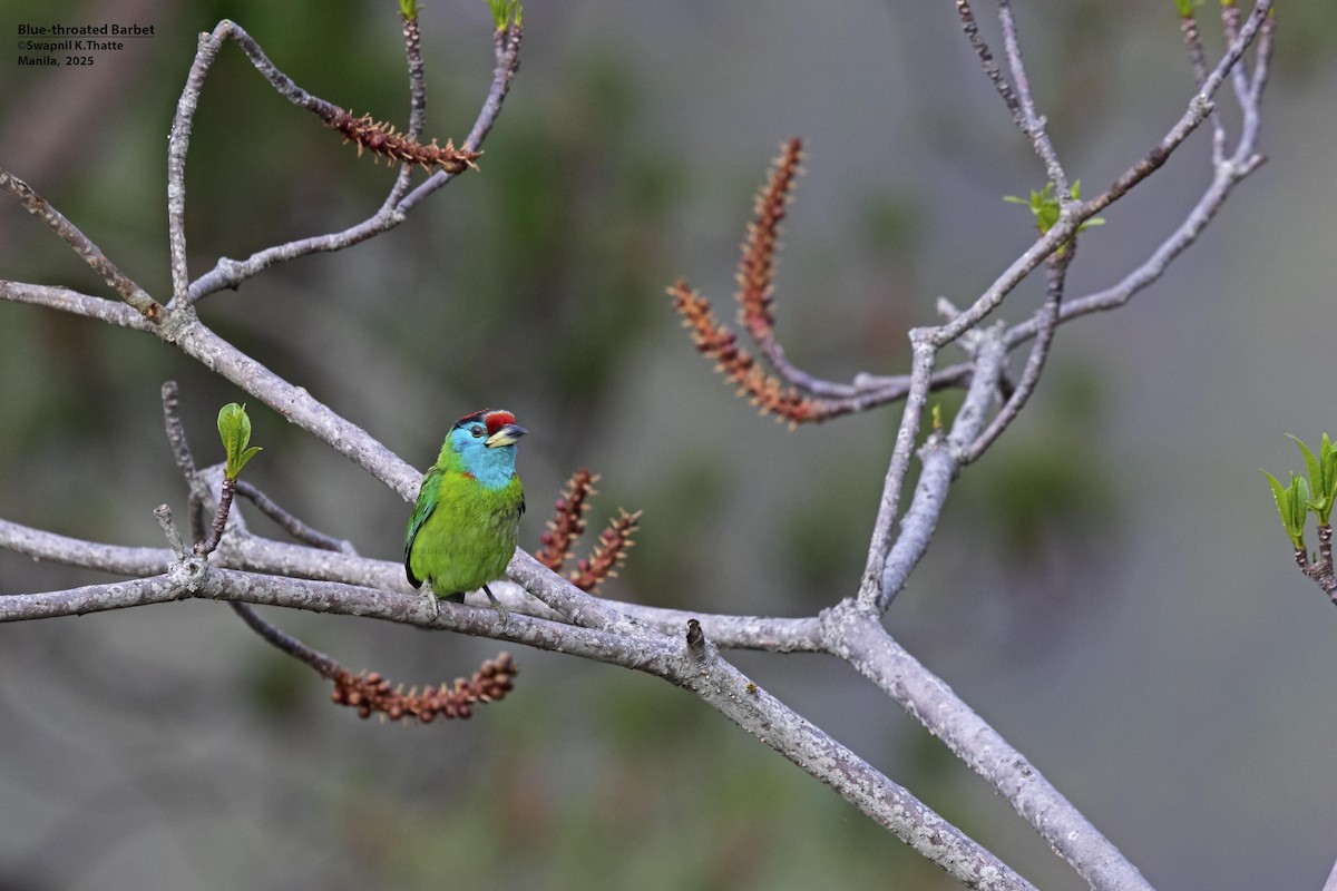 Mavi Boğazlı Barbet - ML637688741
