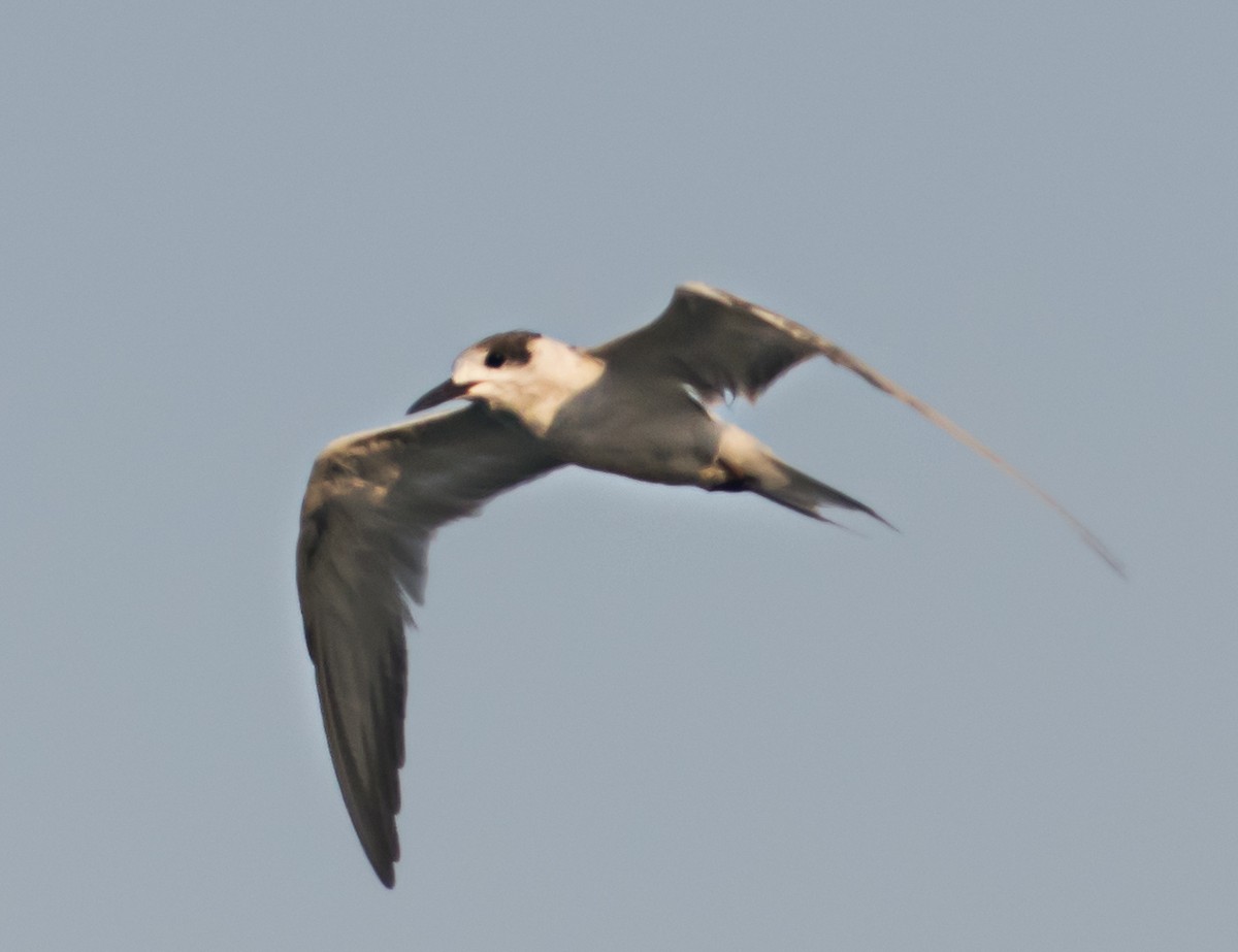 White-cheeked Tern - ML637688794