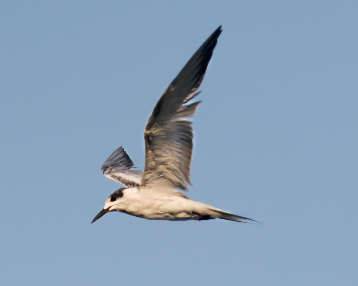 White-cheeked Tern - ML637688795