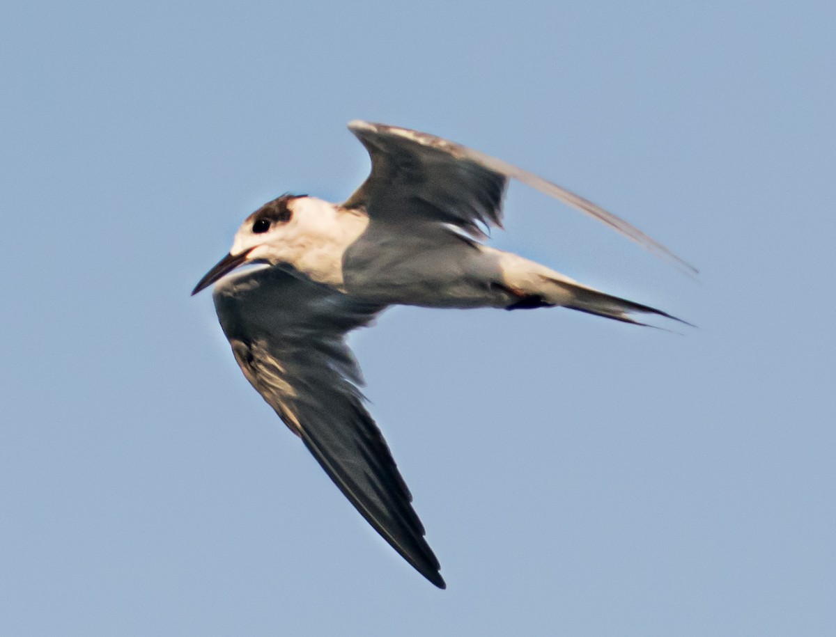 White-cheeked Tern - ML637688796