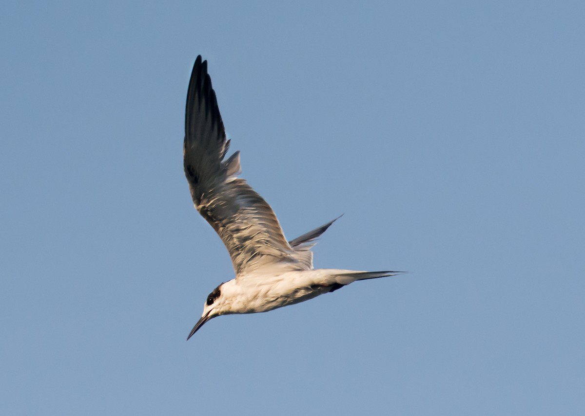 White-cheeked Tern - ML637688797
