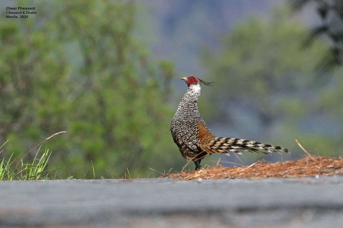 Cheer Pheasant - ML637688833