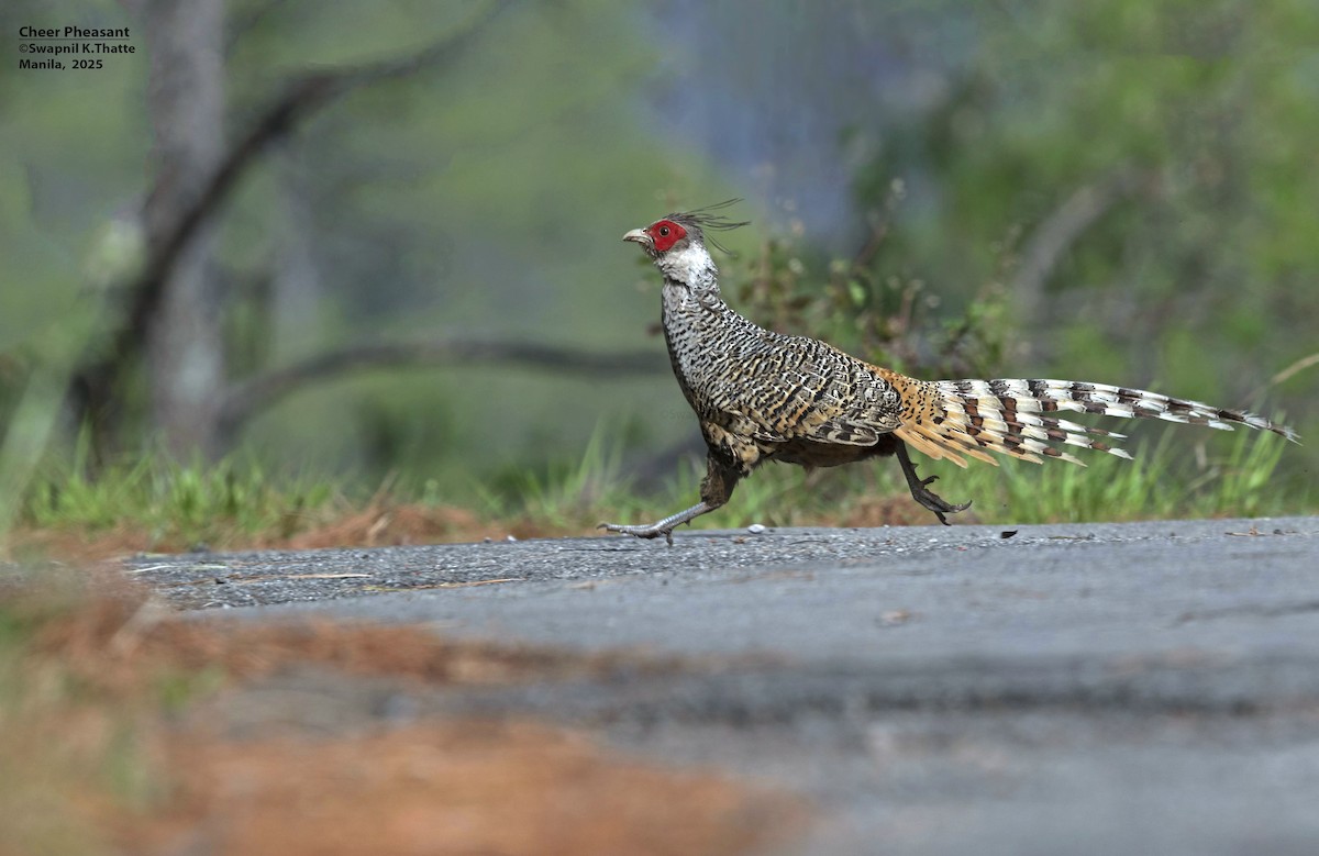 Cheer Pheasant - ML637688834