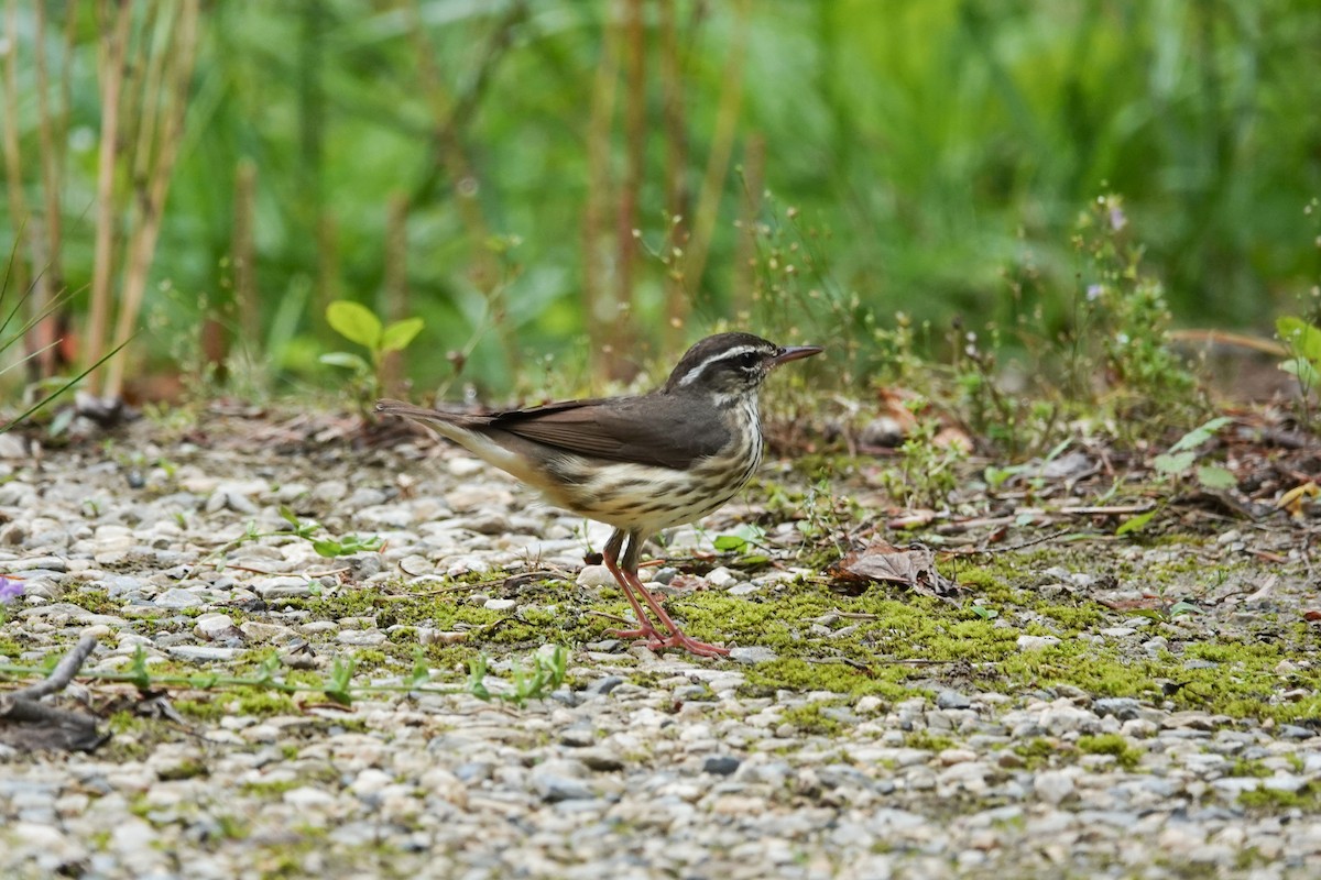 Louisiana Waterthrush - ML637688839