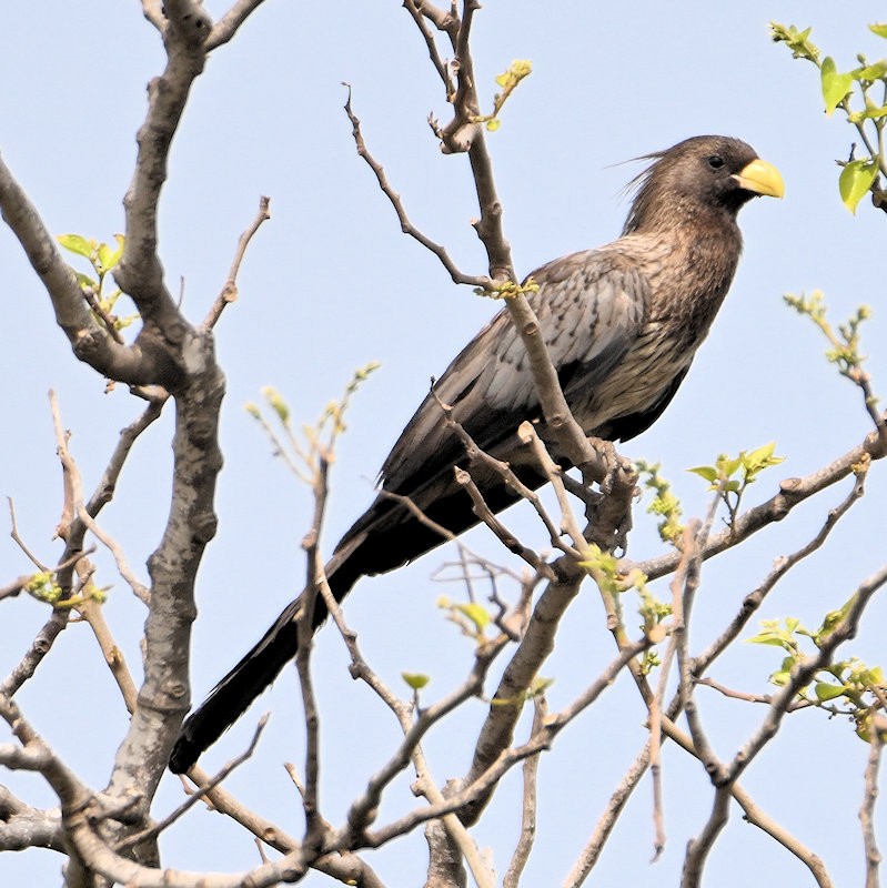 Western Plantain-eater - ML637688841