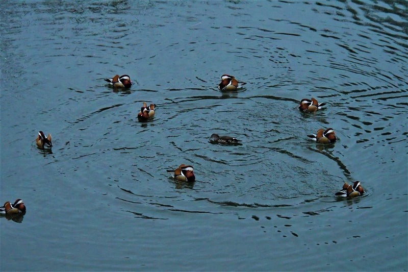 Mandarin Duck - ML637688842