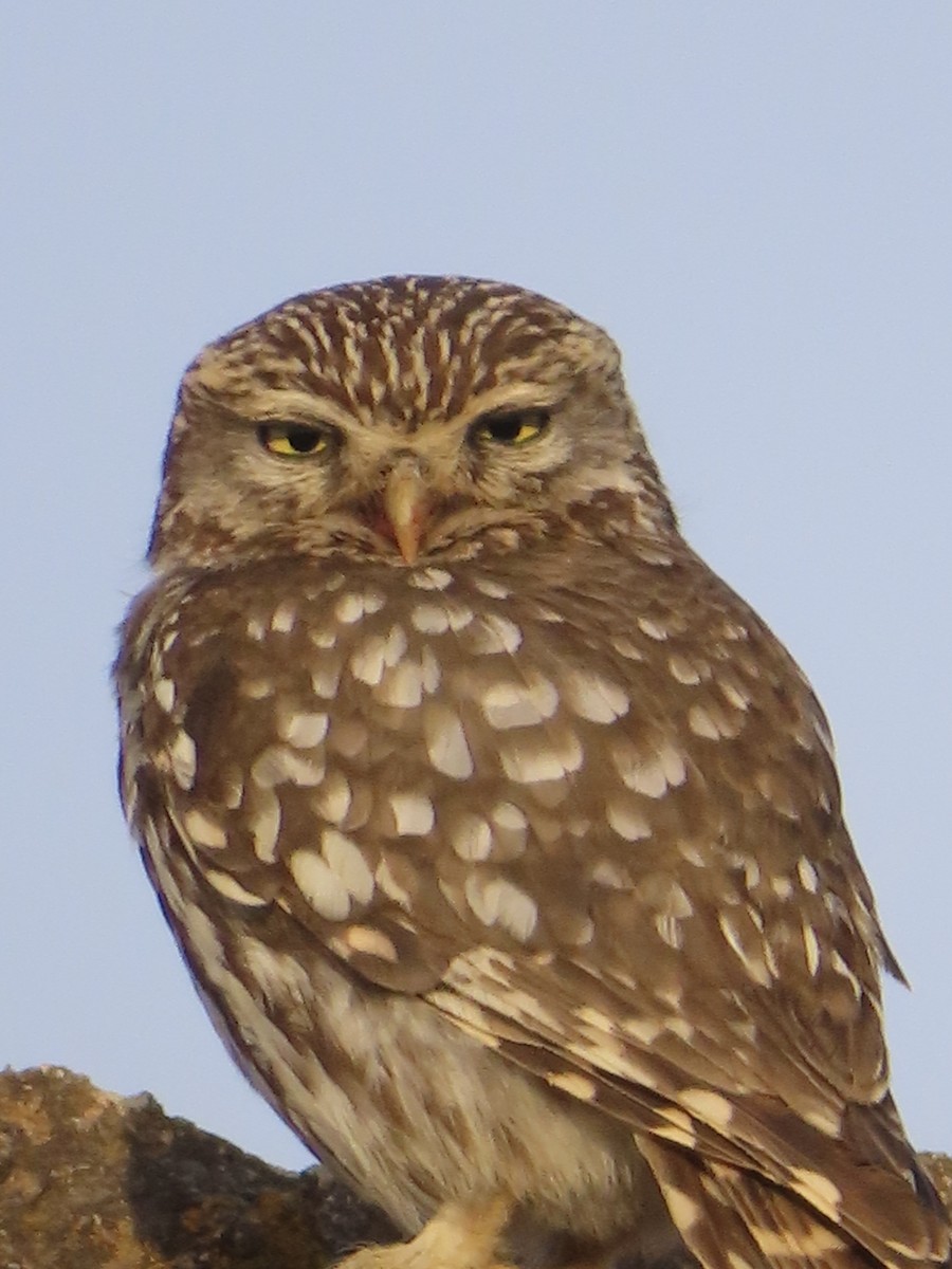 Little Owl - ML637688843