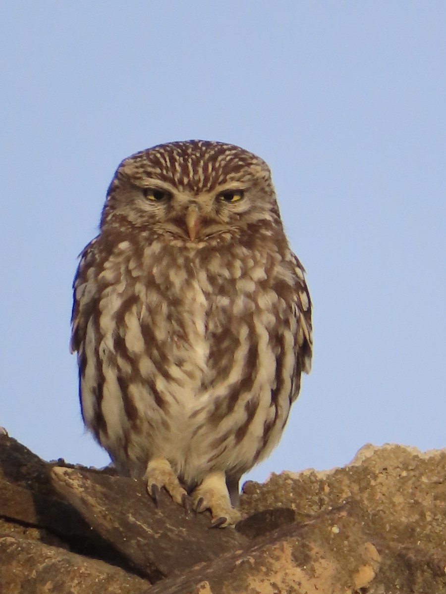 Little Owl - ML637688844