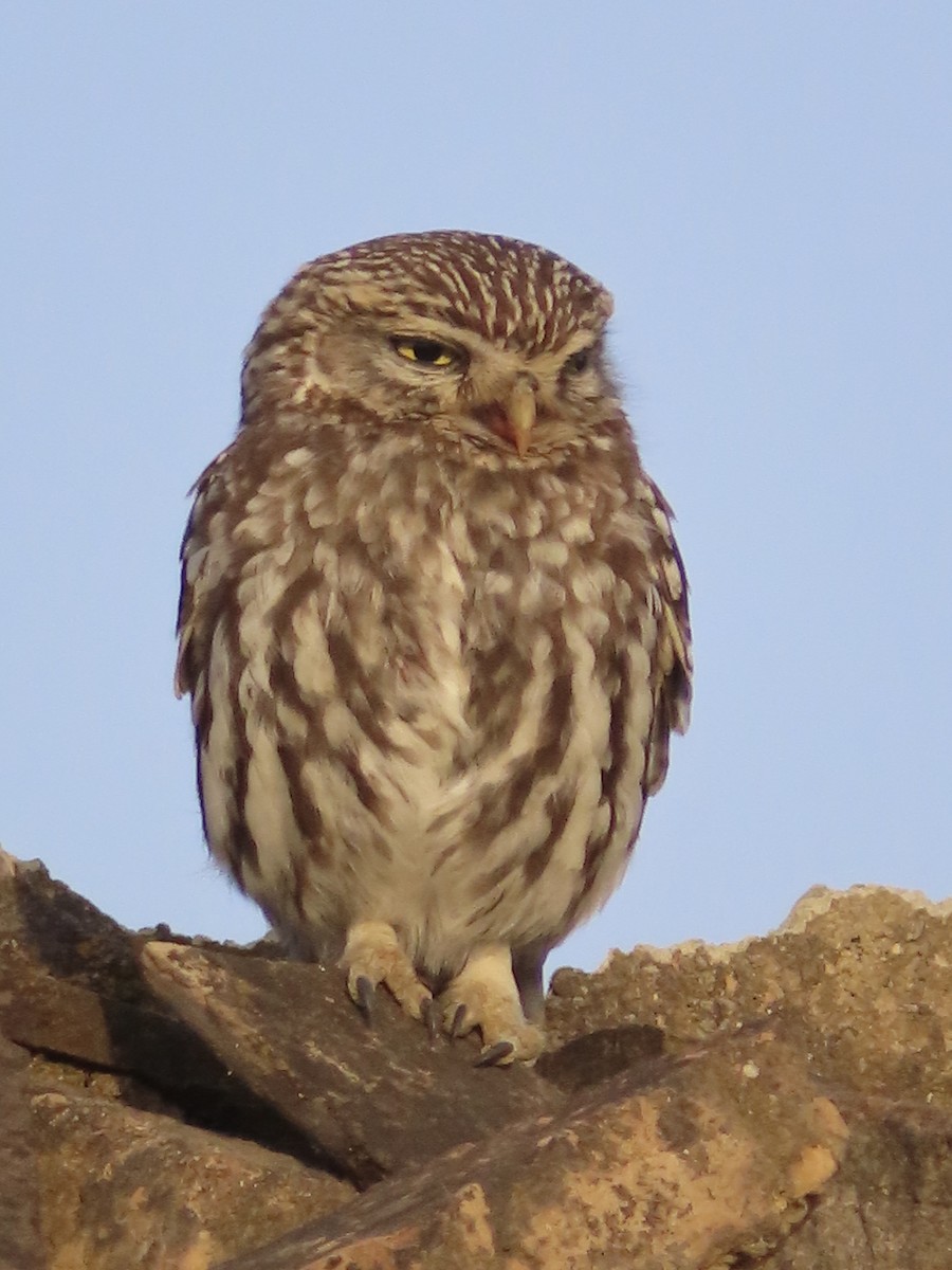 Little Owl - ML637688845