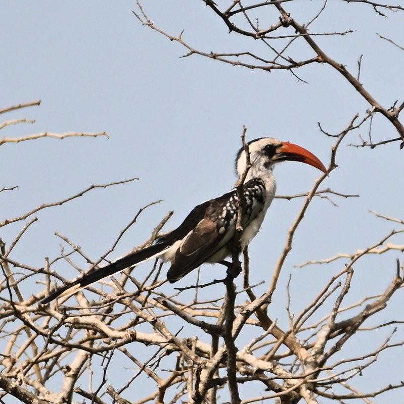 Western Red-billed Hornbill - ML637688847