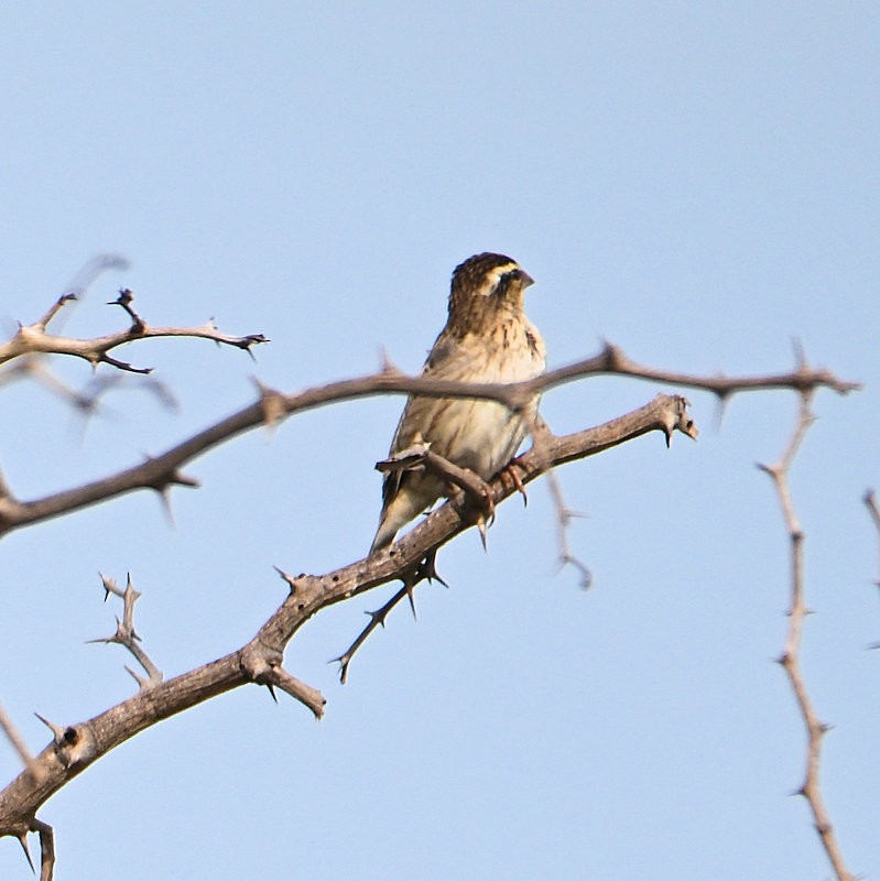 Yellow-crowned Bishop - ML637688849