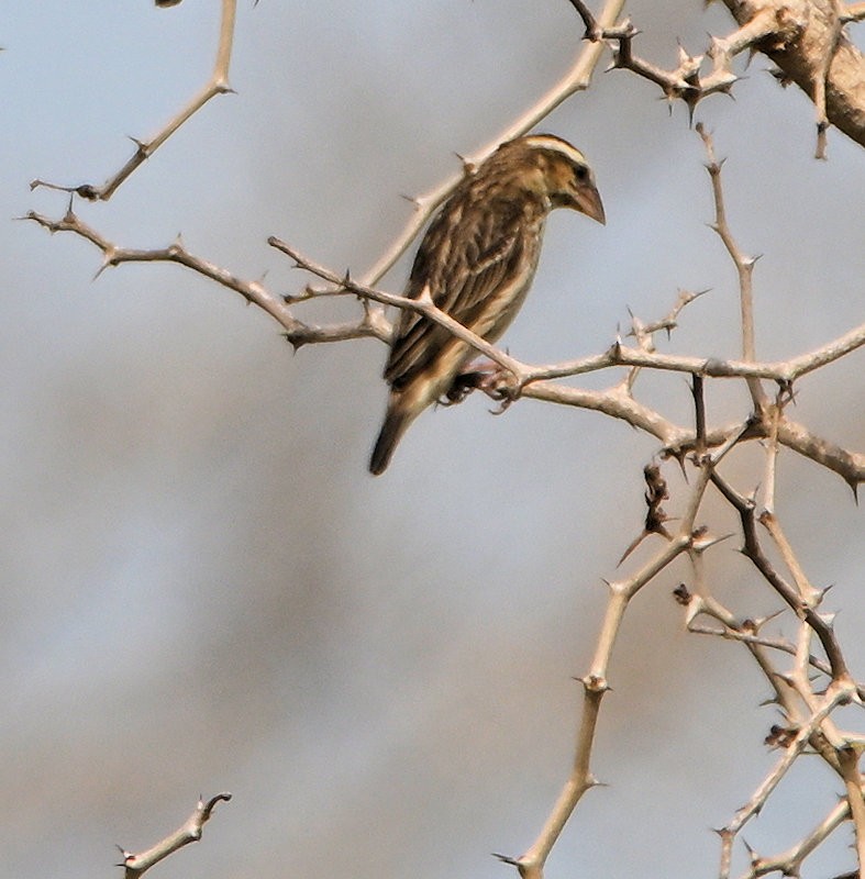 Yellow-crowned Bishop - ML637688850