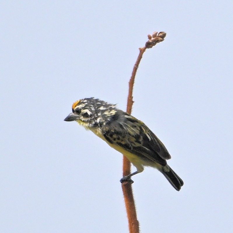 Yellow-fronted Tinkerbird - ML637688851