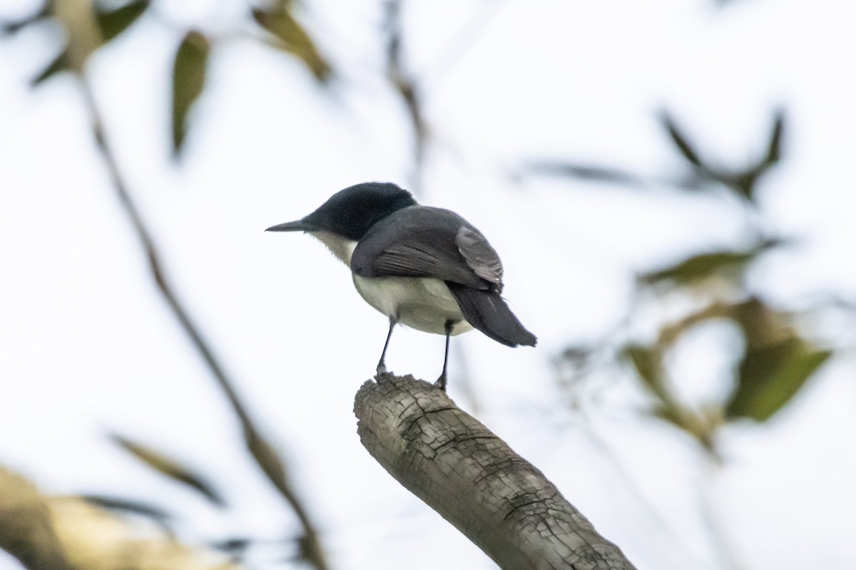Restless Flycatcher - ML637688853