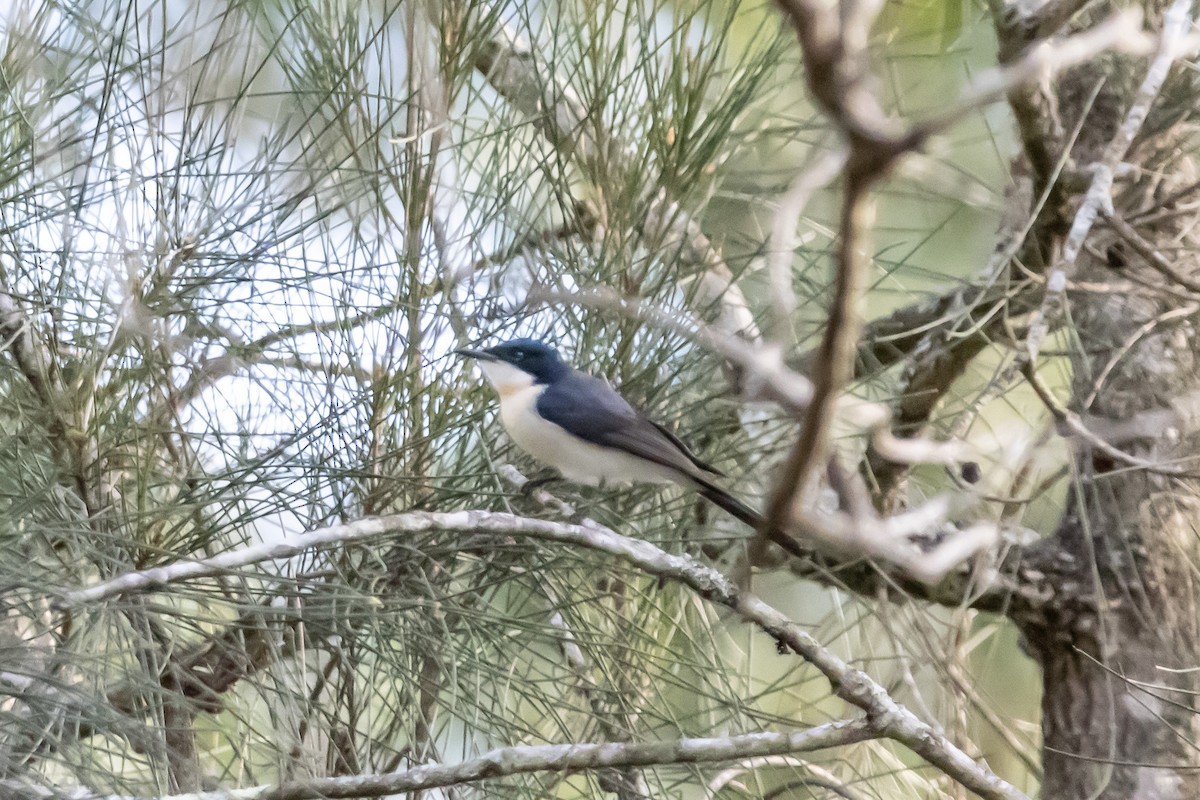 Restless Flycatcher - ML637688854